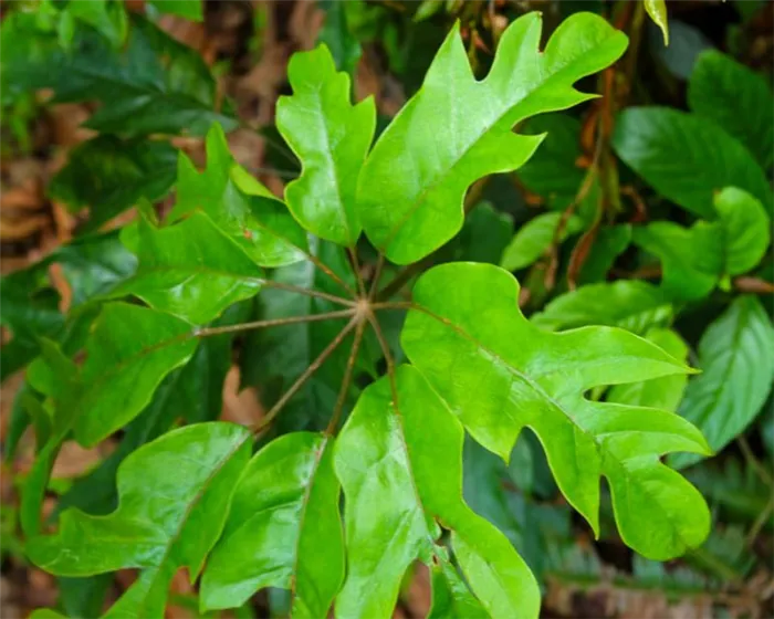 Шеффлера восьмилистная (Schefflera octophylla)