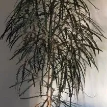 Шеффлера изящнейшая (Schefflera elegantissima) 
