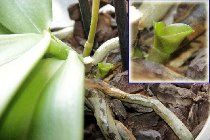 Чтобы отделить прикорневую детку, орхидею нужно полностью вынуть из горшка. Фактически растению предстоит полная пересадка.