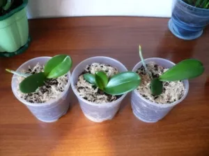 Все способы разведения орхидей. Как правильно размножить растение в домашних условиях?