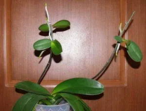 Все способы разведения орхидей. Как правильно размножить растение в домашних условиях?