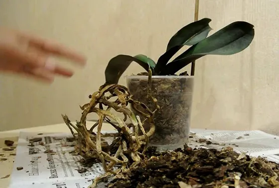 Королевский цветок – орхидея. Уход и размножение в домашних условиях