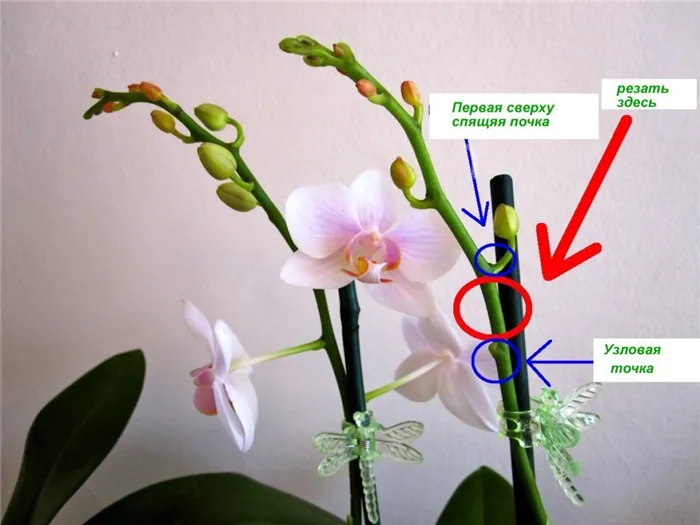Обрезка цветоноса орхидеи
