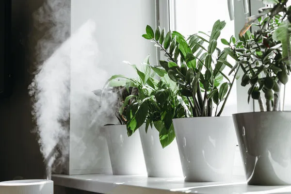 Увлажнитель воздуха поможет растениям чувствовать себя лучше