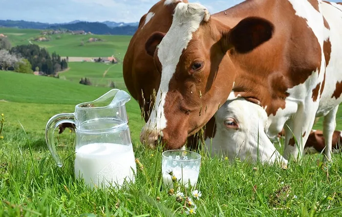Коровье молоко на лугу с коровами