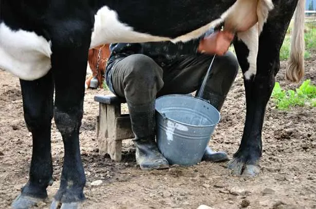 Доение коровы руками