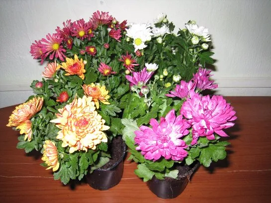 Фото с сайта: flowers-in-home.ru