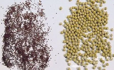 На фото – обычные (слева) и гранулированные (справа) семена