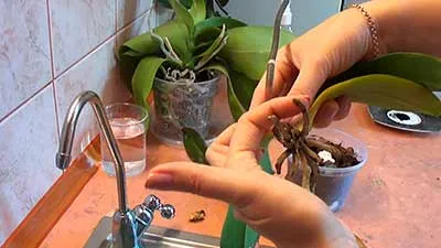 реанимация-орхидей-фото