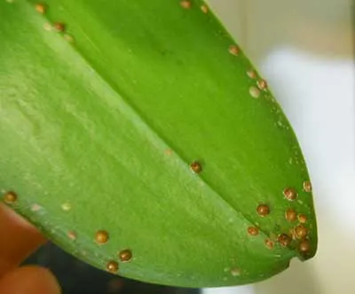 щитовкана-орхидеи-фото