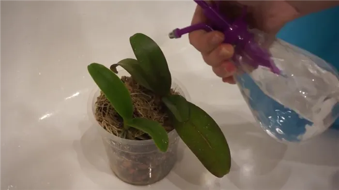 Обработка орхидеи фитовермом