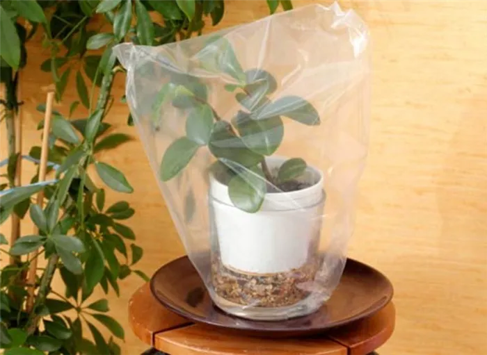 Поставьте растение в миску с водой. Наденьте мешок на растение и плотно обмотайте край пакета ниткой, исключив прохождение воздуха