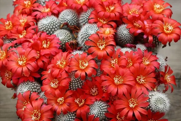 Часто ли цветут кактусы и сколько длится процесс? Фото, как выглядят разные виды культуры в этот период