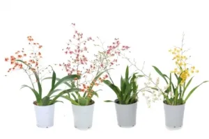 Изысканные орхидеи. Как правильно посадить, какие моменты необходимо учесть?