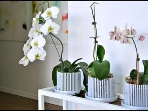 Изысканные орхидеи. Как правильно посадить, какие моменты необходимо учесть?