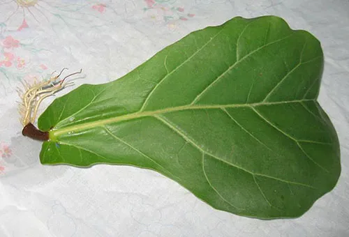 Размножение фикуса при помощи листа