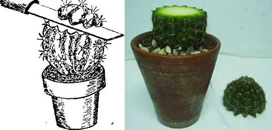 размножение кактусов черенкованием