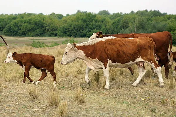 срок беременности - сколько месяцев корова вынашивает теленка
