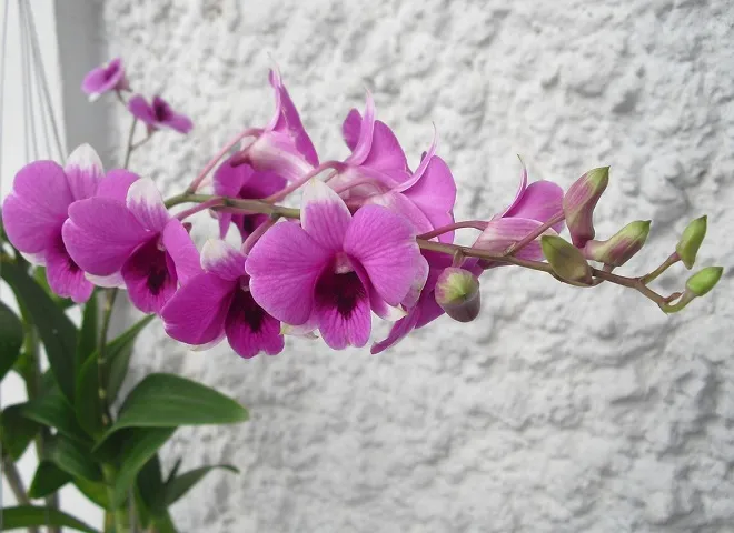 Ветка орхидеи дендробиум