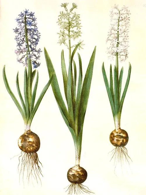 Луковица, стебель и цветок гиацинта