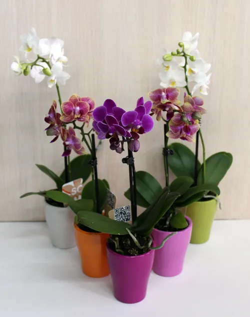 мини орхидеи в керамических горшках