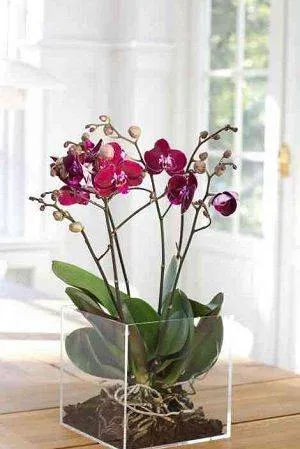 орхидея в стекле