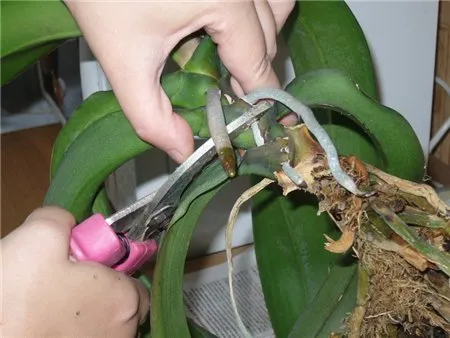 размножение орхидеи делением