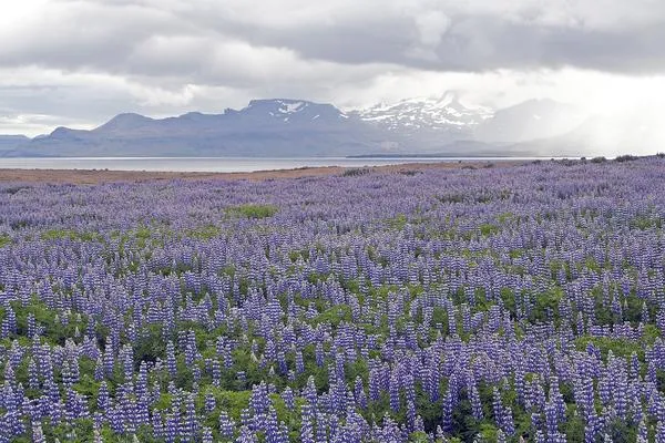 Исландия, люпин аляскинский, или нутканский (Lupinus nootkatensis)