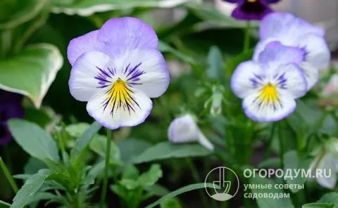 Виола – удивительно декоративный и некапризный цветок, легко размножающийся семенами