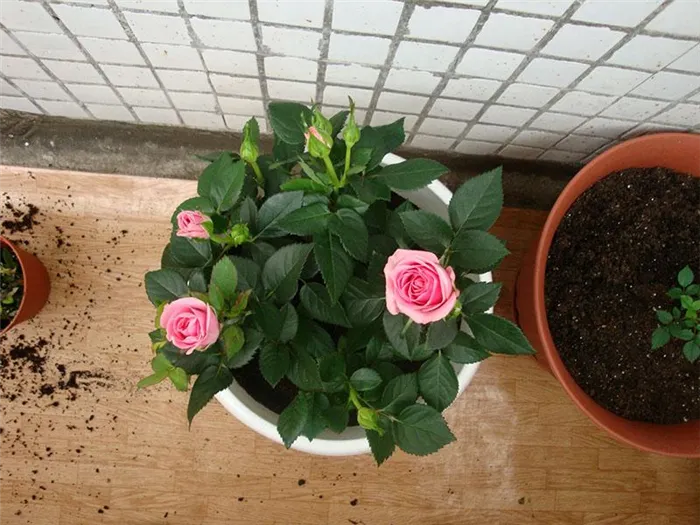 Как правильно посадить чайную розу