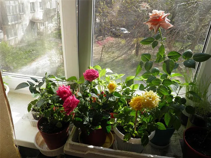 условия выращивания розы дома