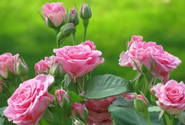 Нежно-розовые цветы чайной розы