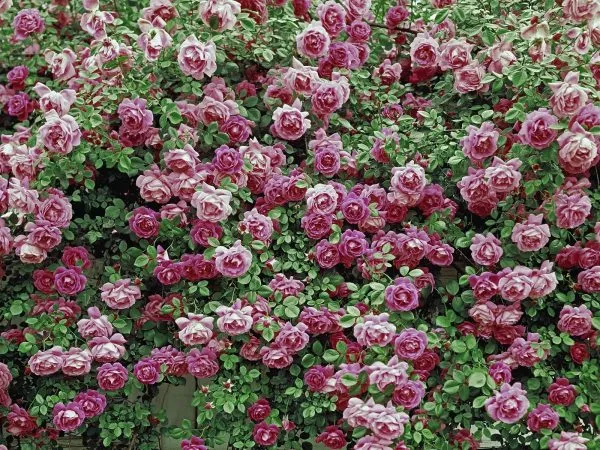 Многоцветие чайной розы