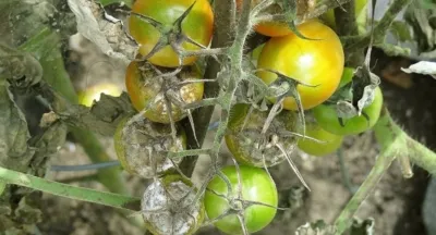 Как выглядит фитофтора на помидорах? Описание признаков и фото