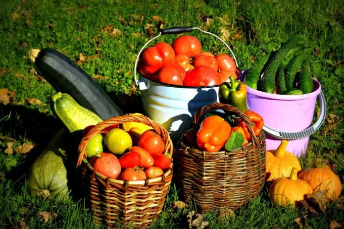 Чем подкормить помидоры: 16 лучших удобрений для хорошего урожая