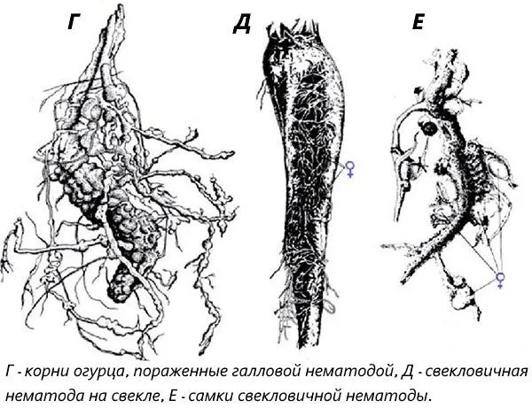 галловая нематода