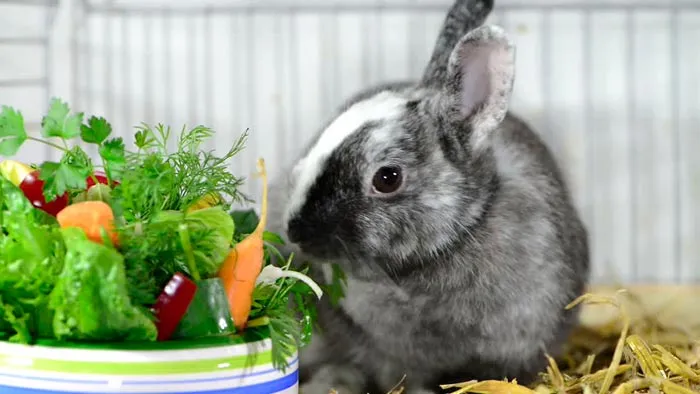 кролик и овощи