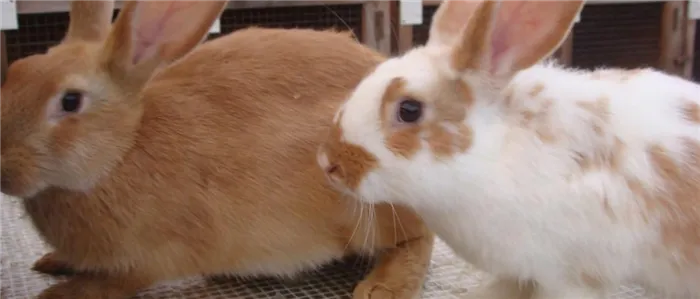Сколько живут декоративные кролики в домашних условиях: что влияет