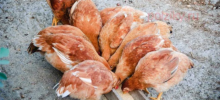 Сколько зерна требуется курице на день