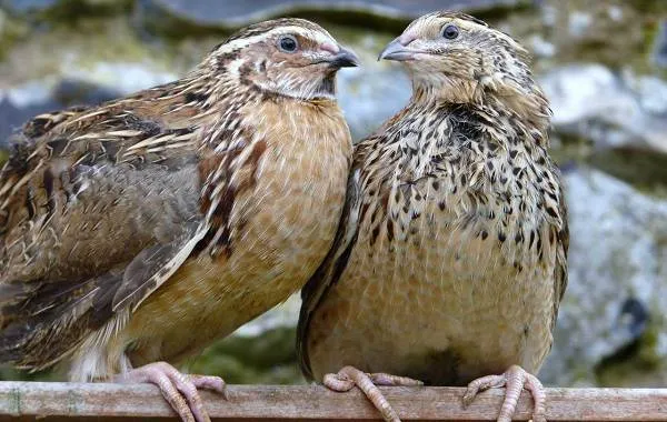 Перепёлка-птица-Описание-особенности-виды-образ-жизни-и-среда-обитания-перепёлки-2