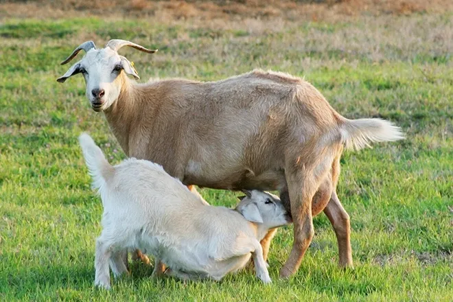 Коза и козленок