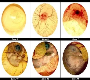 Развитие зародыша цыпленка - стадии роста эмбриона