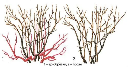 Правильное формирование смородины