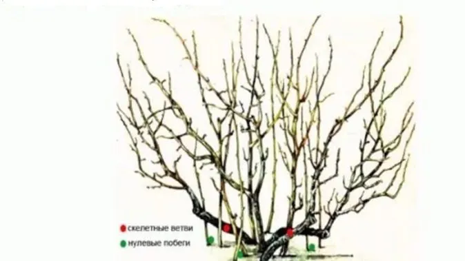 Обрезка старого куста черной смородины