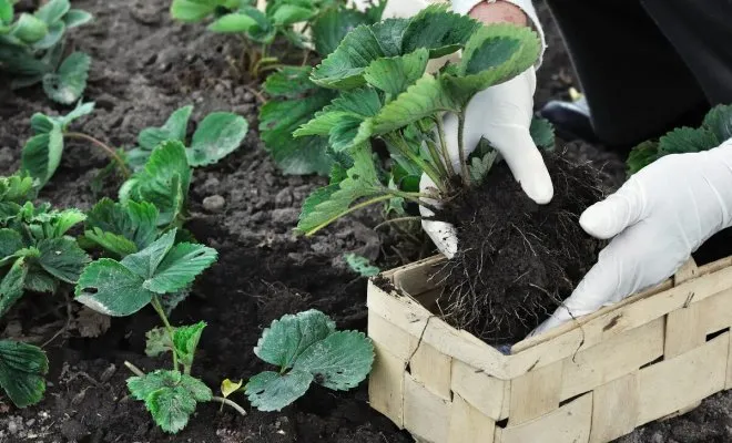 : Как правильно посадить клубнику весной