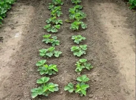 Технология выращивания клубники 