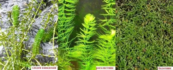 Эти растения обогащают воду кислородом