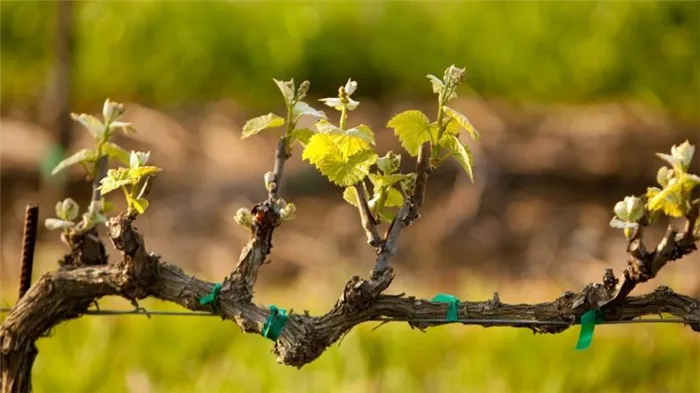 Как правильно и чем обработать виноград от болезней и вредителей весной после открытия