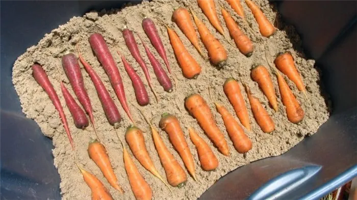 Особенности хранения моркови в домашних условиях в квартире