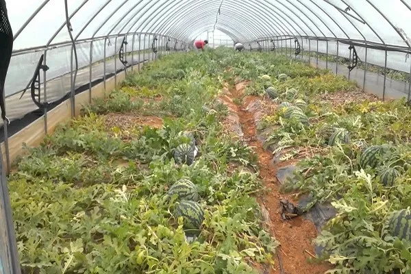 выращивание арбузов